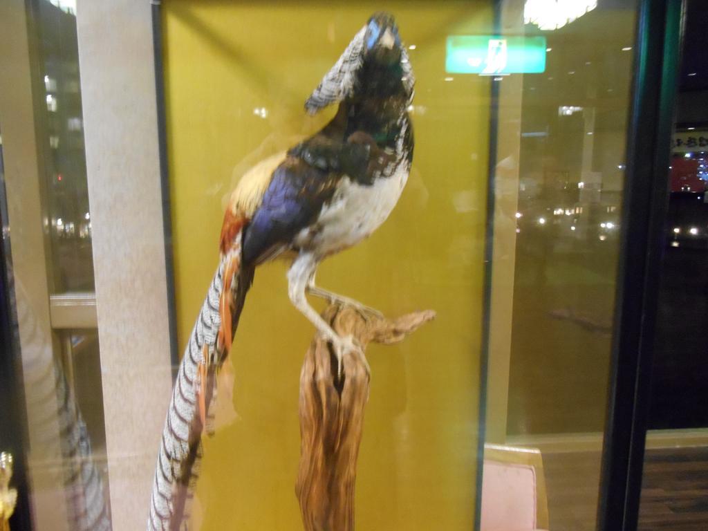 卡书柏福库玛苏酒店 日光 外观 照片